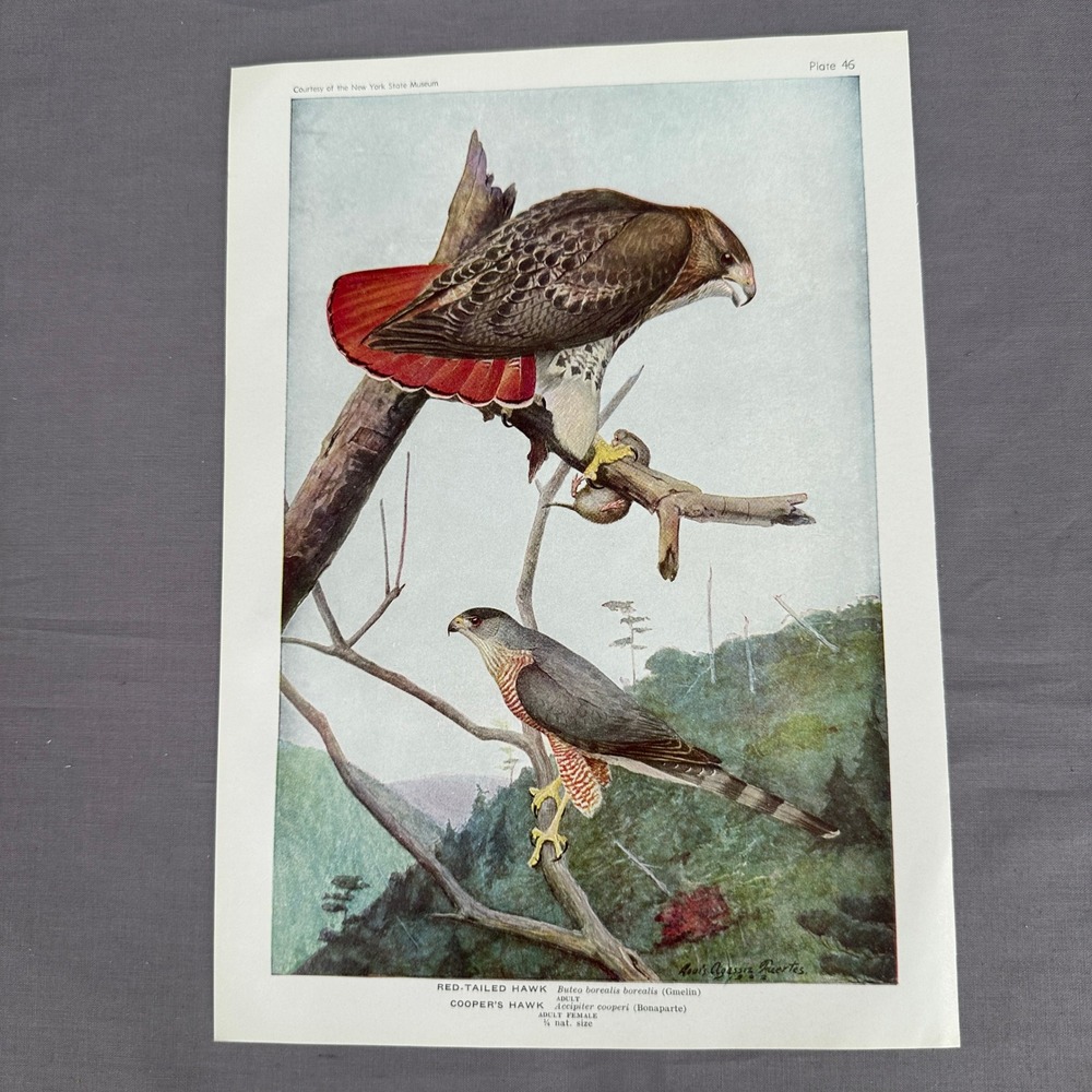 1936 Louis A Fuertes Red Tailed Hawk Coopers Hawk Bird Print Plate 46 Wall Art